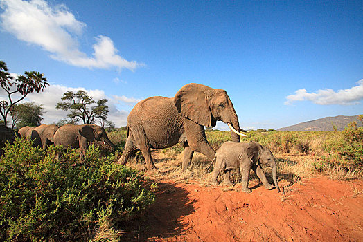非洲象,小动物,萨布鲁国家公园,肯尼亚,非洲