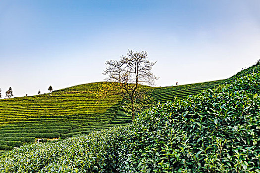 杭州龙坞茶山茶园
