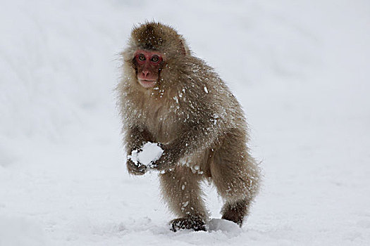 日本猕猴,雪猴,幼小,玩,雪球,日本,次序