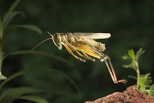 蝗虫,成年,女性,跳跃,德斯舒茨国家森林,俄勒冈