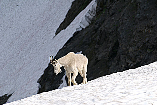 石山羊,陡峭,斜坡,瀑布山,不列颠哥伦比亚省,加拿大
