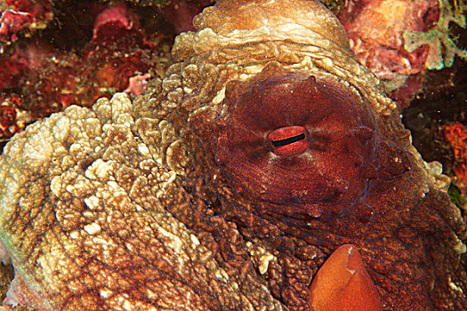 章鱼,米尔恩湾,巴布亚新几内亚