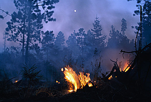 森林火灾,圣达菲,国家森林,山峦,新墨西哥,美国