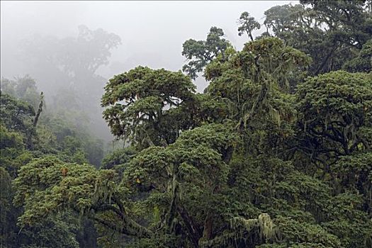 雨林,薄雾,国家,卢旺达