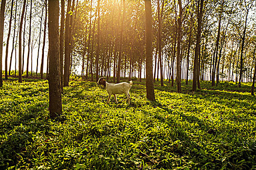 羊儿在阳光明媚的树林里吃草