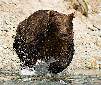 阿拉斯加,卡特迈国家公园,沿岸,棕熊