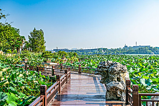 南京玄武湖公园翠洲金陵盆景园水上展区