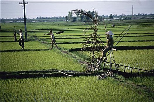 稻田,湄公河三角洲,越南