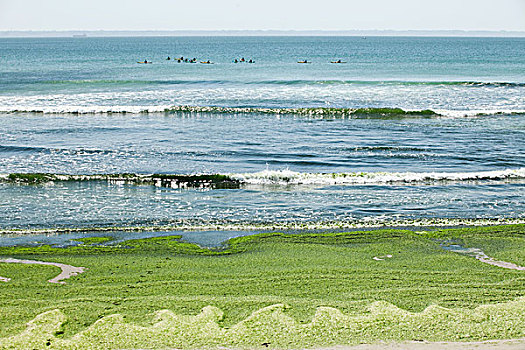 有毒,藻类,洗,向上,海滩,半岛,布列塔尼半岛,法国