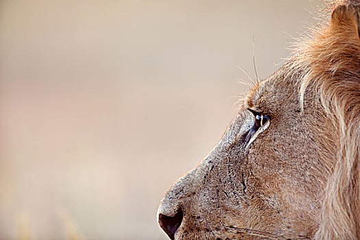 非洲狮,狮子,卡拉哈里沙漠,南非