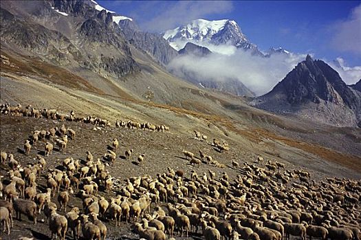 羊群,放牧,山坡,勃朗峰,边界