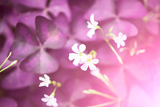 花朵局部特写