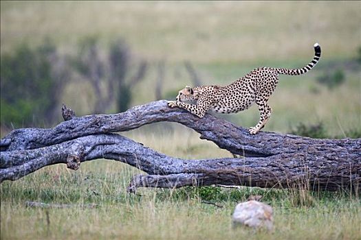 印度豹,猎豹,研磨,爪,枯木,马赛马拉国家保护区,肯尼亚,东非