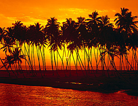 棕榈海滩,落日,逆光