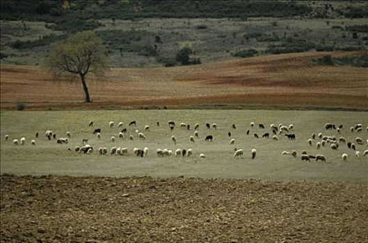 西班牙,埃斯特雷马杜拉,俯视图,绵羊,成群,地点
