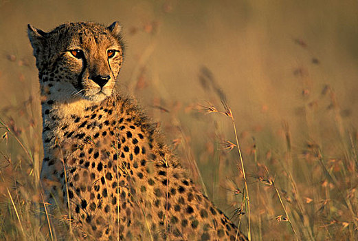 肯尼亚,马萨伊,禁猎区,紧,头像,印度豹,猎豹,坐,高,热带草原,草,日出