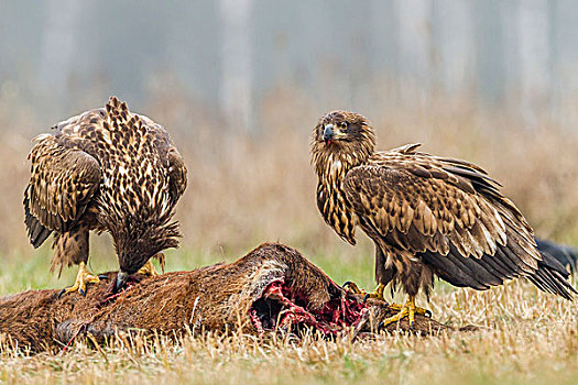 两个,幼兽,鹰,死,鹿,波兰,欧洲