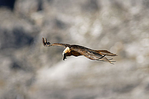 胡兀鹫,飞,奥德萨国家公园,西班牙