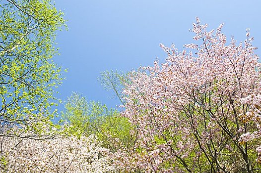 樱花,树