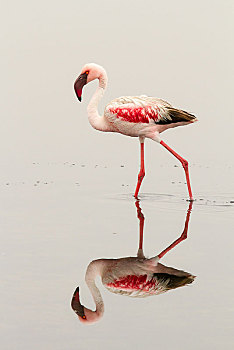 小红鹳,小火烈鸟,大步走,水,镜子,图像,湾,纳米比亚,非洲