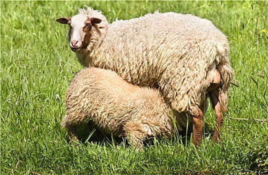 绵羊,羊羔,春天