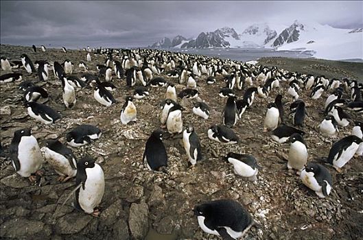 阿德利企鹅,生物群,岛屿,南,奥克尼群岛,罗斯海,南极