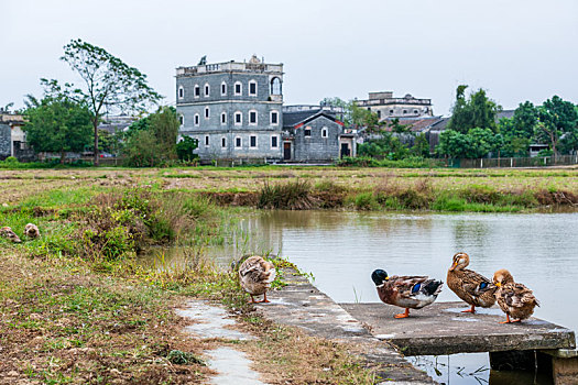 中国广东开平碉楼自力村景区