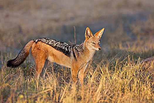 黑背狐狼,黑背豺,站立,草,日出,奥卡万戈三角洲,博茨瓦纳,非洲