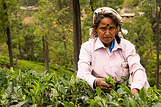 女人,挑选,茶叶,茶园,靠近,斯里兰卡,亚洲