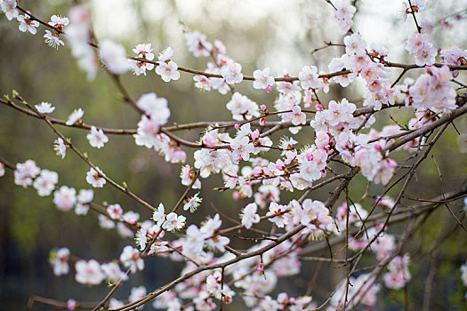春天杏树开花