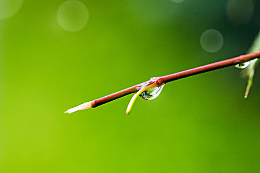 雨后叶子上的水滴