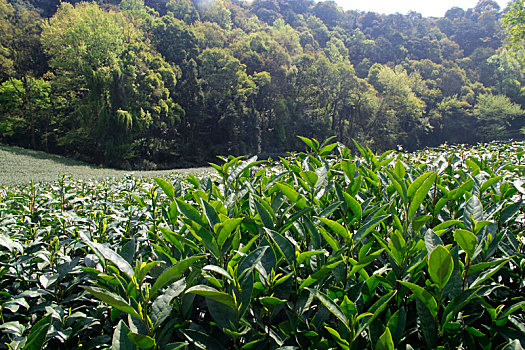 茶文化,杭州,龙井,梅家坞,茶园