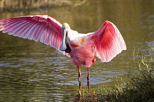 粉红琵鹭,翼,水中