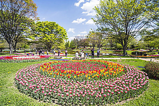 花,公园,东京,日本