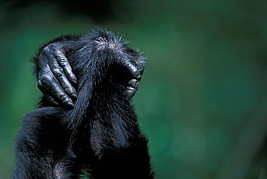 非洲,乌干达,树林,特写,黑猩猩,类人猿,握手,打理
