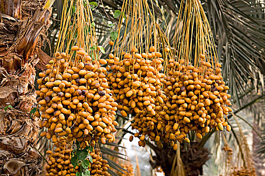 棕榈树,孟斐斯,埃及