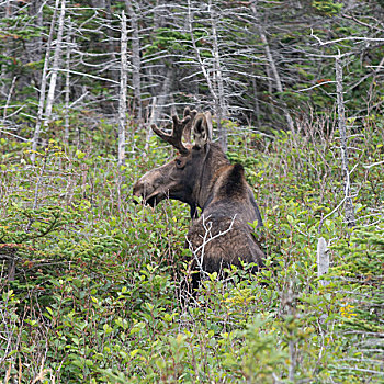 驼鹿,站立,树林,格罗莫讷国家公园,纽芬兰,拉布拉多犬,加拿大