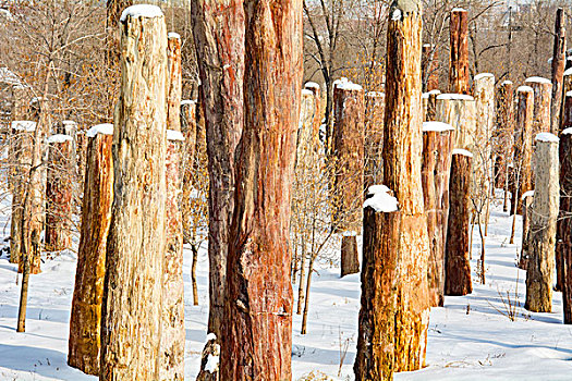 野马古生态园雪景硅化木