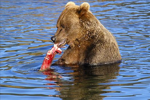 棕熊,吃,三文鱼,食物,布鲁克斯河,国家公园,阿拉斯加,美国