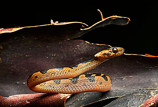 北方,蛇,有毒,亚马逊雨林,国家公园,厄瓜多尔,南美