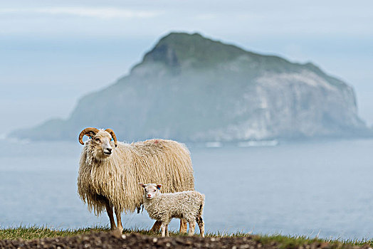 母羊,羊羔,冰岛,欧洲