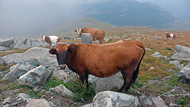 五台山上被放生的牛