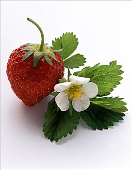 草莓,叶子,花