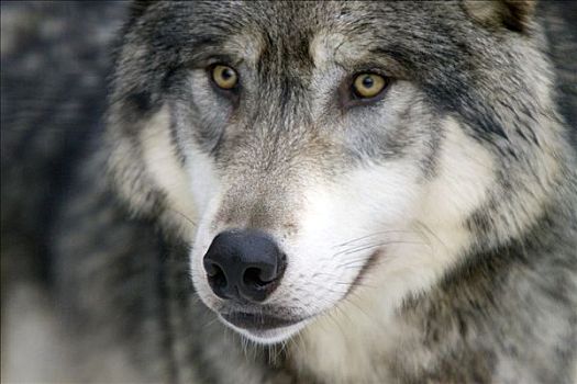 特写,成年,灰狼,阿拉斯加野生动物保护中心,阿拉斯加,冬天,俘获