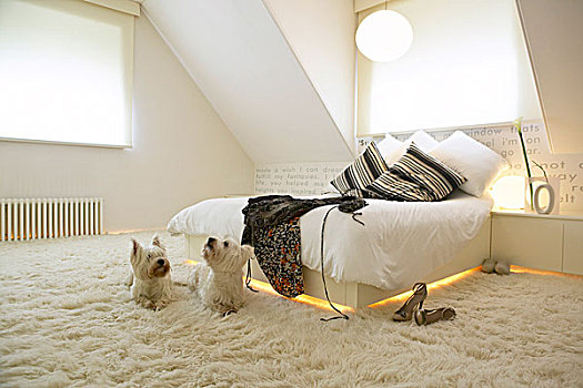 两只,狗,长,堆,地毯,正面,双人床,本色,卧室