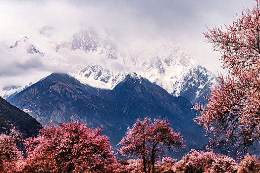 桃花雪山