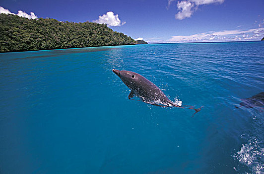 密克罗尼西亚,帕劳,宽吻海豚