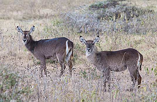 两个,雌性,水羚,站立,静止,干草,警惕,听,阿鲁沙,国家公园,坦桑尼亚