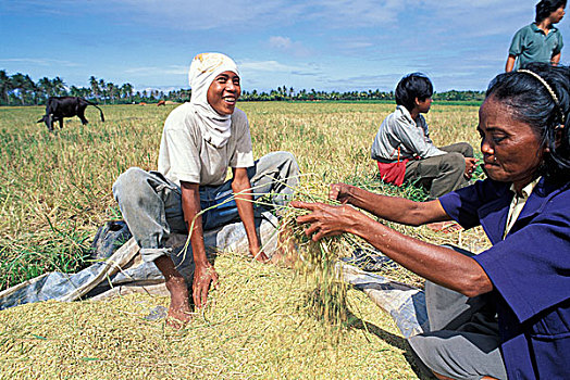 菲律宾,村民,工作,一起,收获,稻米,稻田