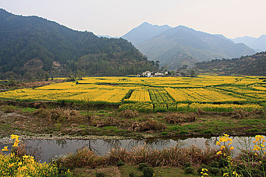 皖南油菜花风景